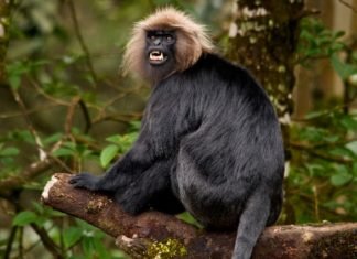 കരുത്ത് കാട്ടി കരിങ്കുരങ്ങന്മാർ; എണ്ണത്തിൽ വൻവർദ്ധന