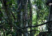 മൂന്ന് വലിയ സർപ്പക്കാവുകളും കുളങ്ങളും അപൂർവ്വയിനം ഔഷധസസ്യങ്ങളും വന്മരങ്ങളും ജന്തുജാലങ്ങളും; ശാന്തിവനത്തെക്കുറിച്ച്…