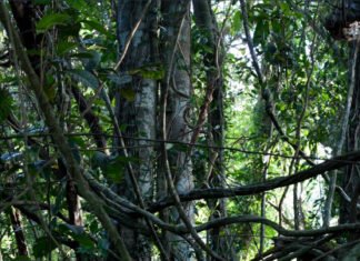 മൂന്ന് വലിയ സർപ്പക്കാവുകളും കുളങ്ങളും അപൂർവ്വയിനം ഔഷധസസ്യങ്ങളും വന്മരങ്ങളും ജന്തുജാലങ്ങളും; ശാന്തിവനത്തെക്കുറിച്ച്…