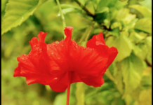 കൂടുതൽ പ്രണയിച്ചുകൊള്ളൂ ഈ ചുവന്ന സുന്ദരിയെ