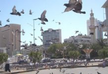 മിർഖാബ് പ്രദേശത്ത് പ്രാവ് പിടുത്തം: അജ്ഞാതനെ തേടി കുവൈറ്റ് പൊലീസ്