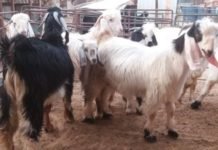 ആട് ക്ഷാമം: കയറ്റുമതി വിലക്കി കുവൈറ്റ്