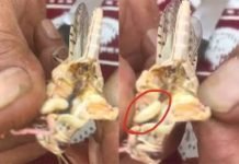 വെട്ടുകിളി കൊതിയന്മാർ ജാഗ്രതൈ !!! വിഷബാധയേല്ക്കുമെന്ന് മുന്നറിയിപ്പ്