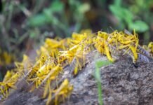 വെട്ടുകിളി ആക്രമണം ഉണ്ടായേക്കാമെന്ന് മുന്നറിയിപ്പ്