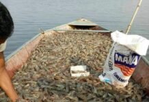 ചെമ്മീൻ മത്സ്യബന്ധന സീസൺ സൺ ഫെബ്രുവരി 1 വരെ നീട്ടി