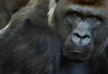 കൊറോണ ഗൊറില്ലകളെയും കീഴടക്കി