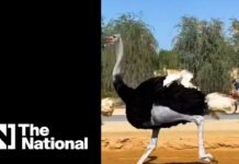 സോഷ്യൽ മീഡിയയിൽ തരംഗമായി ഷെയ്ഖ് ഹംദാൻ രാജകുമാരൻ്റെയും എതിരാളിയുടെയും വീഡിയോ