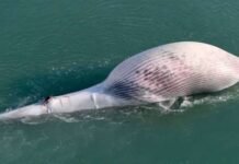 തിമിംഗലത്തിൻ്റെ ജഡം വിദ്യാഭ്യാസ മ്യൂസിയത്തിൽ പ്രദർശിപ്പിക്കും