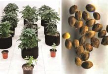 വീട്ടിൽ മരുജുവാന പൂന്തോട്ടം! കുവൈത്ത് സ്വദേശി അറസ്റ്റിൽ