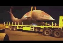 തിമിംഗലത്തിൻ്റെ ജഡം നീക്കം ചെയ്തു