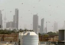 കുവൈത്തിന്റെ വടക്കൻ പ്രദേശങ്ങൾ വെട്ടുകിളി ആക്രമണത്തിൽനിന്ന് മുക്തമായി