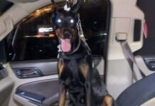 പ്രവാസികളുടെ വീടുകളിൽ കയറി കൊള്ളയടിച്ച കുവൈത്ത് സ്വദേശി പിടിയിൽ