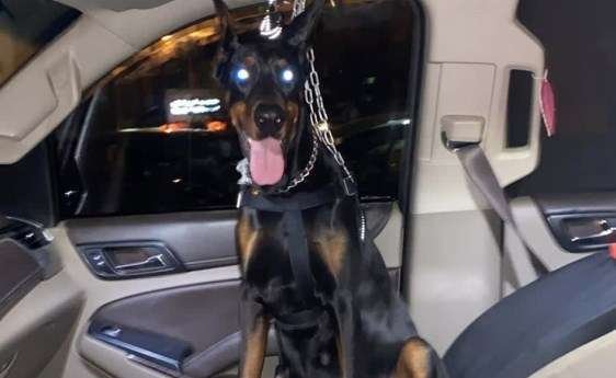 fake-detective-caught-robing-expats-along-with-his-pet-dog_0_21-03-13-10-03-02