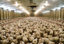 വിദേശരാജ്യങ്ങളിൽ നിന്ന് കോഴി ഉൾപ്പെടെ ജീവനുള്ള പക്ഷികളെ ഇറക്കുമതി ചെയ്യുന്നതിന് ഏർപ്പെടുത്തിയിരുന്ന വിലക്ക് കുവൈത്ത് നീക്കി