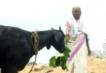 വാക്സിൻ ചലഞ്ചിൻ്റെ ഭാഗമായി സുബൈദത്തയും, ഇത്തവണയും ആടുകളെ വിറ്റാണ് മുഖ്യമന്ത്രിയുടെ ദുരിതാശ്വാസനിധിയിലേക്ക് പണം നൽകിയത്