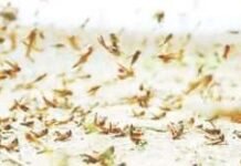 വെട്ടുക്കിളികളെ നിയന്ത്രിക്കാൻ പ്രത്യേക സംഘം