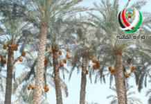 ധനമന്ത്രാലയം 4200 ഈന്തപ്പനകൾ ലേലം ചെയ്യുന്നു