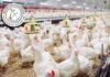ഇറ്റലി ,ഫിലിപ്പീൻസ് ഉൾപ്പടെയുള്ള രാജ്യങ്ങളിൽ നിന്ന് കുവൈത്ത് കോഴികളെയും മുട്ടകളും ഇറക്കുമതി ചെയ്യും