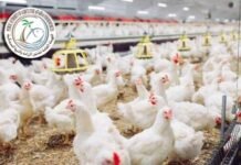 ഇറ്റലി ,ഫിലിപ്പീൻസ് ഉൾപ്പടെയുള്ള രാജ്യങ്ങളിൽ നിന്ന് കുവൈത്ത് കോഴികളെയും മുട്ടകളും ഇറക്കുമതി ചെയ്യും