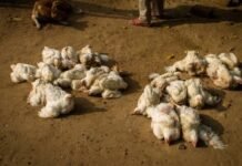 കോഴിക്കോട് മുട്ടക്കോഴികൾ കൂട്ടത്തോടെ ചത്തു; പക്ഷിപ്പനിയെന്ന് സംശയം