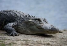 യുപിയിൽ മുതലയുടെ ആക്രമണത്തിൽ 15 വയസ്സുകാരൻ കൊല്ലപ്പെട്ടു