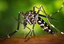 5 പേര്ക്ക് കൂടി സിക്ക വൈറസ് ; ആരോഗ്യ വകുപ്പ് അടിയന്തര യോഗം വിളിച്ചു