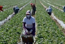 കുവൈത്തിൽ കർഷകർക്ക് ഇന്ന് പ്രതിരോധ കുത്തിവെപ്പ് നൽകും