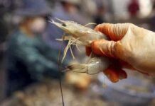 കുവൈത്തിലെ മത്സ്യമാർക്കറ്റ്കളിൽ താരമായി വെള്ള ചെമ്മീനുകൾ എത്തിത്തുടങ്ങി