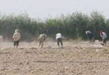 കുവൈത്തിലെ അബ്ദലിയില് തൊഴിലാളി പ്രതിഷേധം