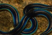 അഴികിനാല് ആരെയും അമ്പരപ്പിക്കുന്ന ഷീല്ഡ് ടെയിൽ