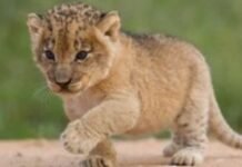 സിംഹകുട്ടിയെ വീട്ടിൽ രഹസ്യമായി വളർത്തിയ സ്വദേശി യുവാവ് പിടിയിൽ