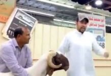 ഒരു ആടിന് 200,000 ഡോളറോ? കുവൈത്തിൽ ആടിനെ റെക്കോർഡ് വിലയ്ക്ക് വിറ്റ വീഡിയോ വൈറൽ