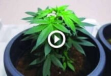 അപ്പാർട്ട്മെന്റിൽ കഞ്ചാവ് വളർത്തിയ പാകിസ്ഥാൻകാരൻ പിടിയിൽ