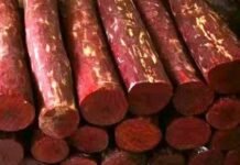 യുഎഇ യിലേക്ക് കടത്താന്ശ്രമിച്ച രണ്ടായിരം ടണ് രക്ത ചന്ദനം പിടികൂടി