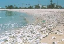 അമിതമായ മലിനീകരണം; കുവൈത്തിൽ കടൽ മത്സ്യങ്ങൾ ചത്തുപൊങ്ങിയേക്കാമെന്ന മുന്നറിയിപ്പുമായി EPA