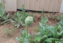 മയക്കുമരുന്ന് ചെടികൾ വളർത്തിയതിന് ഇന്ത്യക്കാരൻ അറസ്റ്റിൽ