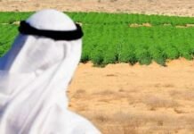 ആഗോള ഭക്ഷ്യ പ്രതിസന്ധി ഗൾഫ് രാജ്യങ്ങളെ ബാധിച്ചിട്ടില്ല