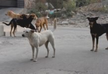 തെരുവു നായകളെയും പൂച്ചകളെയും വിഷം നൽകി കൊല്ലുന്ന സംഭവങ്ങള് വ്യാപകമാകുന്നു