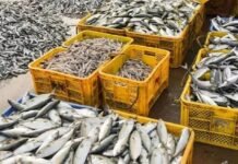 കൊല്ലത്ത് പതിനായിരം കിലോ പഴകിയ മത്സ്യം പിടികൂടി