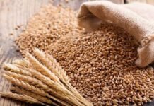 കുവൈത്തിനെ ഗോതമ്പ് കയറ്റുമതി നിരോധനത്തിൻ ഒഴിവാക്കിയത് കൊറോണ സമയത്ത് നൽകിയ പിന്തുണ പരിഗണിച്ച്