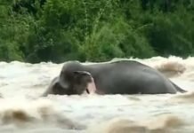 ചാലക്കുടി പുഴയില് കുടുങ്ങിയ കാട്ടാന തുരുത്തിൽ കയറി