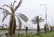 ജൂലൈയിൽ മാത്രം 700 ഈന്തപ്പനകൾ വെള്ളം ലഭിക്കാതെ നശിച്ചുപോയി