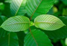 ക്രാറ്റോമിന്റെ ഉപഭോഗം, വിൽപന എന്നിവ കുറ്റകരമാണെന്ന് ആഭ്യന്തര മന്ത്രാലയം