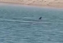 സബാഹ് അൽ അഹമ്മദ് മേഖലയിലെ കടലിൽ സ്രാവിന്റെ സാന്നിധ്യം