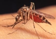 കോഴിക്കോട് പത്ത് വയസുകാരിക്ക് ജപ്പാൻ ജ്വരം