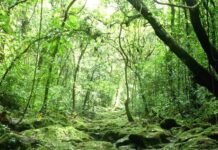 ബഫർ സോൺ; വിദഗ്ധ സമിതി യോഗം രാവിലെ; മുഖ്യമന്ത്രിയുടെ ഉന്നതതല യോഗം വൈകിട്ട്