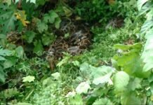 കോഴിക്കോട് കനോലി കനാലില് പെരുമ്പാമ്പിന്ക്കൂട്ടത്തെ കണ്ടെത്തി