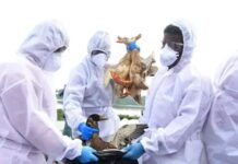 പക്ഷിപ്പനി: അഴൂരില് കോഴിമുട്ട, ഇറച്ചി എന്നിവയ്ക്ക് നിരോധനം