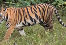 വയനാട്ടിലിറങ്ങിയ കടുവയെ മയക്കുവെടിവെച്ച് പിടികൂടി