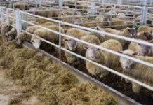 കന്നുകാലി മാലിന്യത്തിൽ നിന്ന് മരുഭൂമിയിലെ പരിസ്ഥിതി സംരക്ഷിക്കാനും അമിതമായ മേച്ചിൽ തടയാനും പദ്ധതി